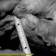 Image for article titled Animal Sex Is Wild • Mom Calls Cops On 6-Year-Old Daughter